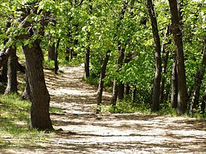 Trail to the Dunes