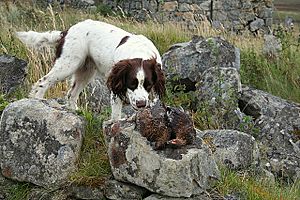 Two grouse "picked" after the previous day's shoot. - geograph.org.uk - 547403