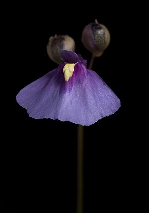 Utricularia dichotoma Kingston Tasmania