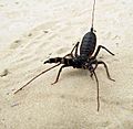 Whip scorpion