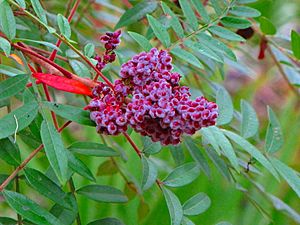 Winged Sumac Berries