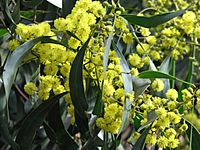 Golden Wattle