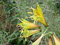 Alstroemeria stenopetala.jpg