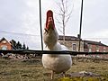 Angry goose (DSC 0780)