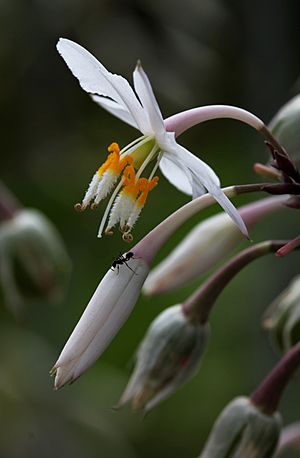 Ant on rengarenga flowers (Arthropodium cirrhatum)