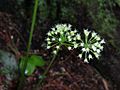 Aralia nudicaulis 001