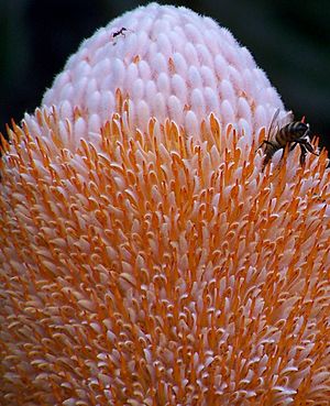 Banksia prionotes 4 gnangarra2