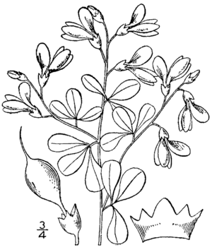 Baptisia tinctoria BB-1913-2