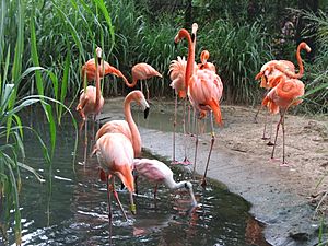 Barranquilla Zoológico Flamencos