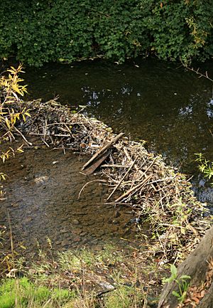 Beaver Dam Sonoma Creek, Sonoma Thanksgiving 2009