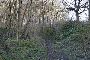 Benington High Wood 1.JPG