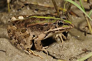 Benny Trapp Epirusfrosch Pelophylax epeiroticus.jpg