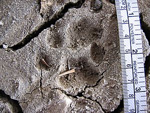 Bobcat tracks in mud