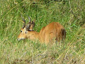 Bohor Reedbuck, male, Serengeti