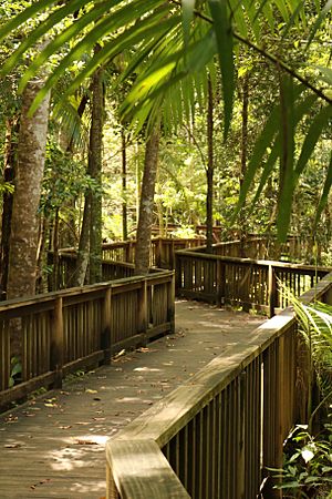 Buderim Waterfall Boardwalk.jpg