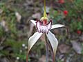 Caladenia venusta