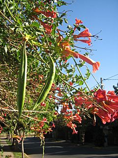 Campsis radicans 022.jpg