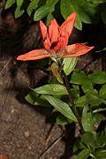 Castilleja miniata 0637.JPG