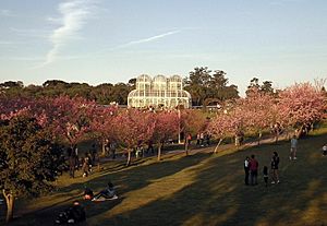 CherryBlossomCuritiba2