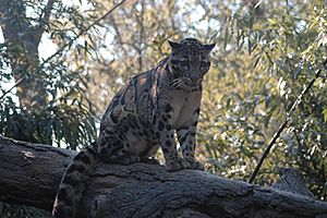 Clouded Leopard b d