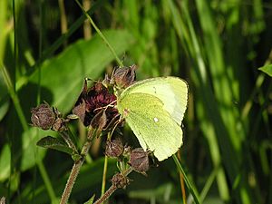 Colias palaeno.jpg