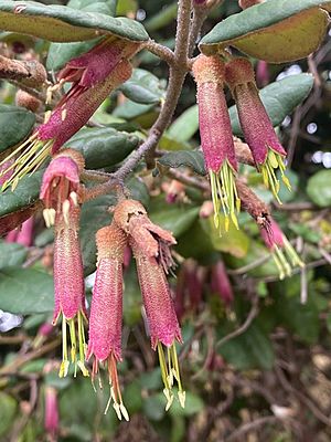 Correa lawrenceana flowers