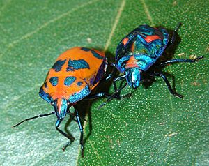 Cotton Harlequin Bugs.jpg