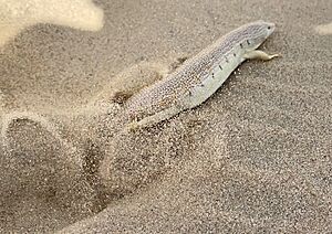 Eastern sandfish.jpg