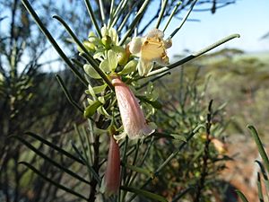 Eremophila oppositifolia (leaf, flower, fruit).JPG