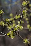 Forestiera acuminata.jpg