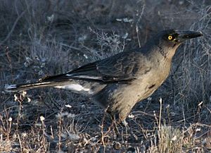 Grey Currawong (S.v. plumbea)