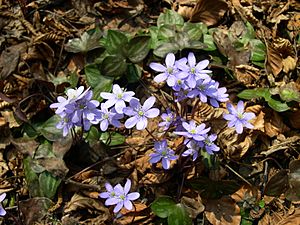 Hepatica nobilis plant.JPG