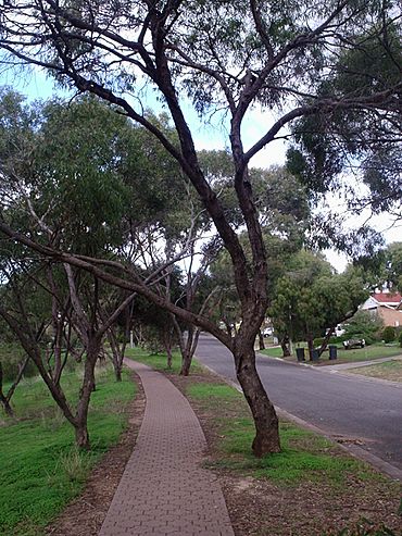 Ingle farm streetscape.JPG