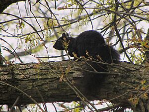 Kent State University black squirrel