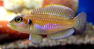 Lamprologus ocellatus.jpg