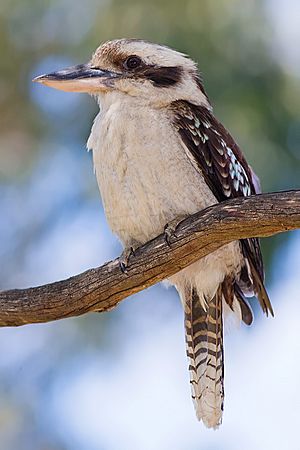 Laughing kookaburra dec08 02