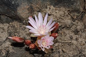 Lewisia rediviva 9789.JPG