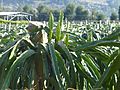 Lianjiang County - Dongdai Town - Yangguang Dragong Fruit Farm - P1510432