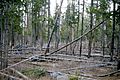 Lodgepole pine forest 1965