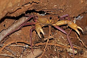 Malagasy freshwater crab (Madagapotamon humberti) Ankarana.jpg