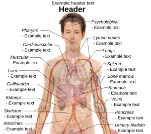 Male template with organs