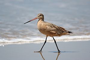 MarbledGodwit.jpg