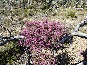 Melaleuca spathulata (habit).JPG