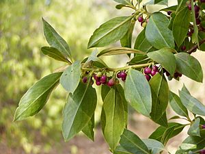 Myoporum laetum.jpg