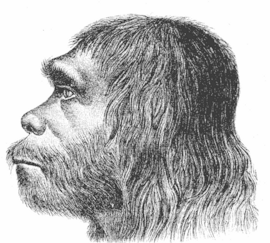 Neanderthaler Fund