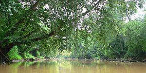 Neuse River-27527