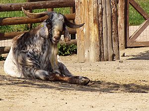 Nubian goat