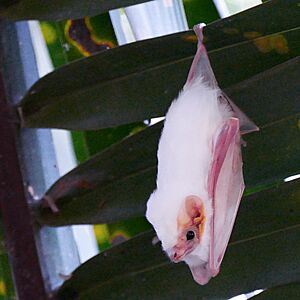 P1070111-Northern-Ghost-Bat-(diclidurus-albus).jpg