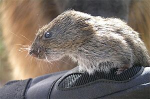 Pahrangat Valley montane vole.jpg