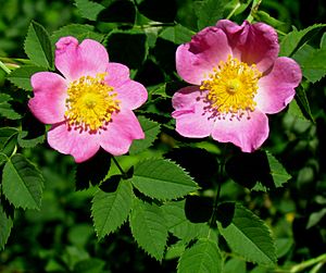 Pasture Rose, flowers and leaves.jpg